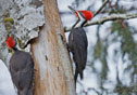 Dryocopus pileatus